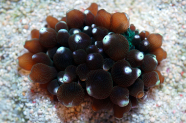 White Tip Bubble Anemone - Entacmaea quadricolor